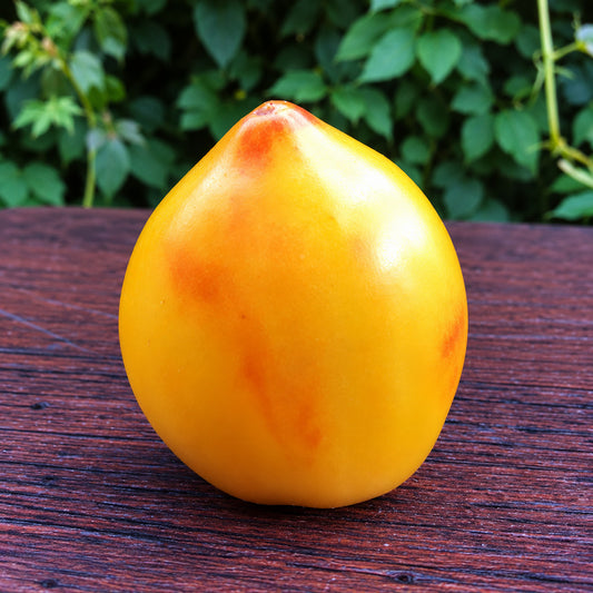 220 Mila Roggie Tomato