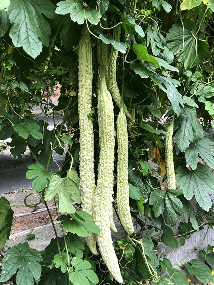 Chang Cui Yu Slender Bitter Melon