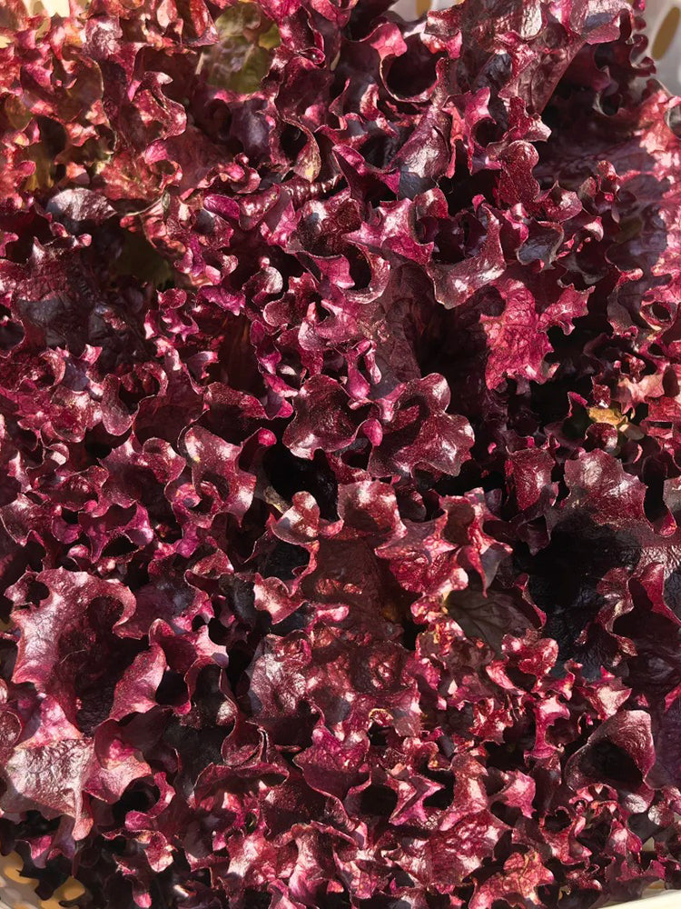 'Jinghong-1' Loose-leaf Lettuce