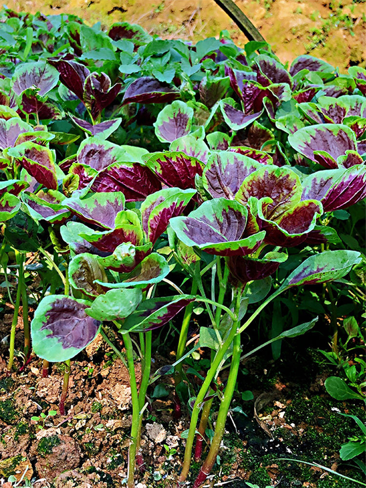 Red-Green Round-leaf Amaranth