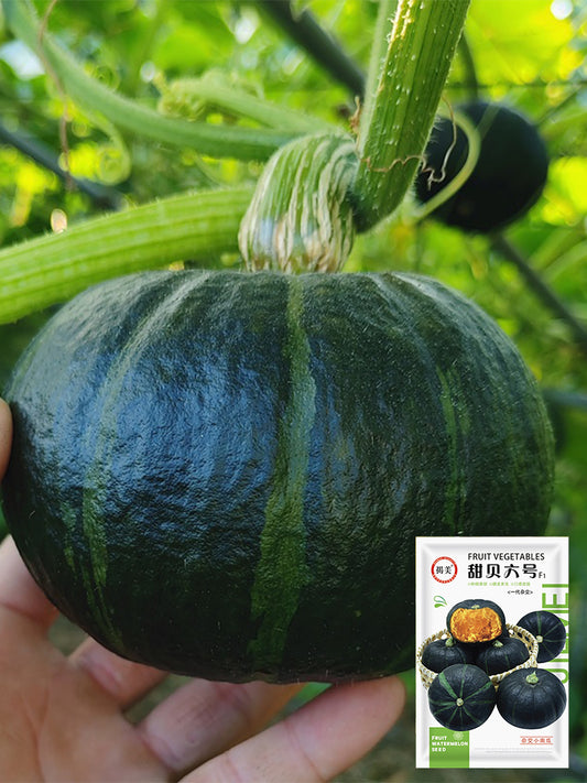 Tianbei No.6 Pumpkin