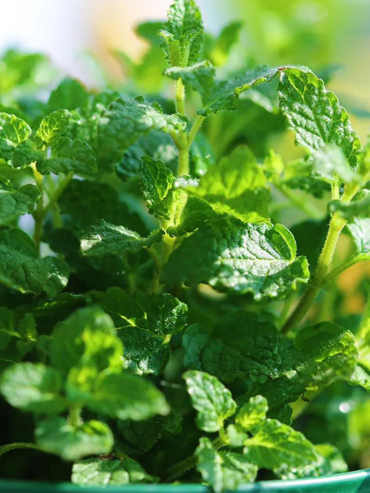 Strawberry Mint