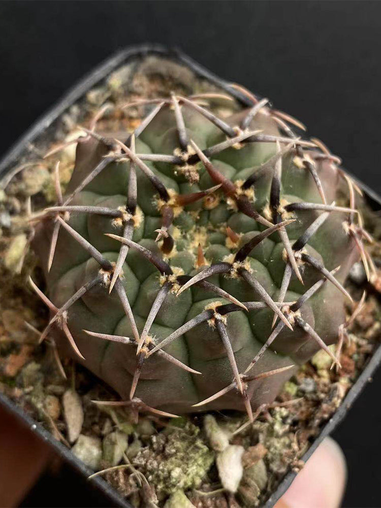 Gymnocalycium riojense
