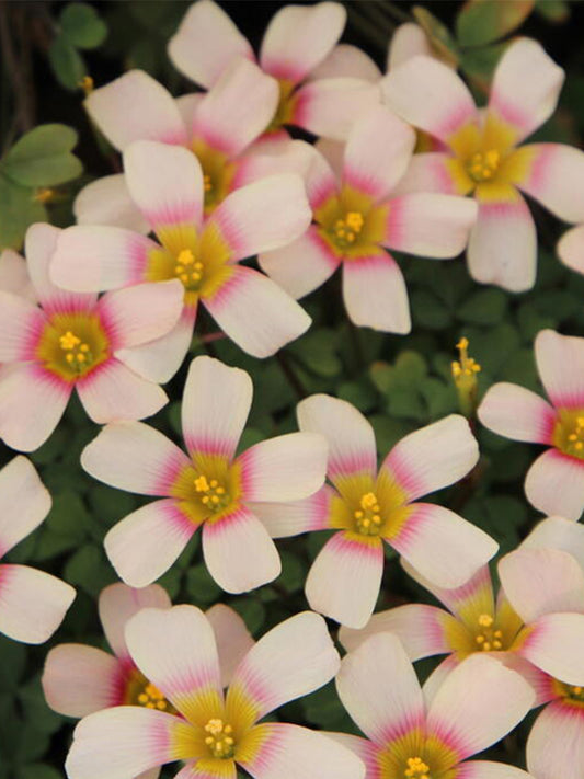 Oxalis obtusa Series Bulb - 'Fox Lady'