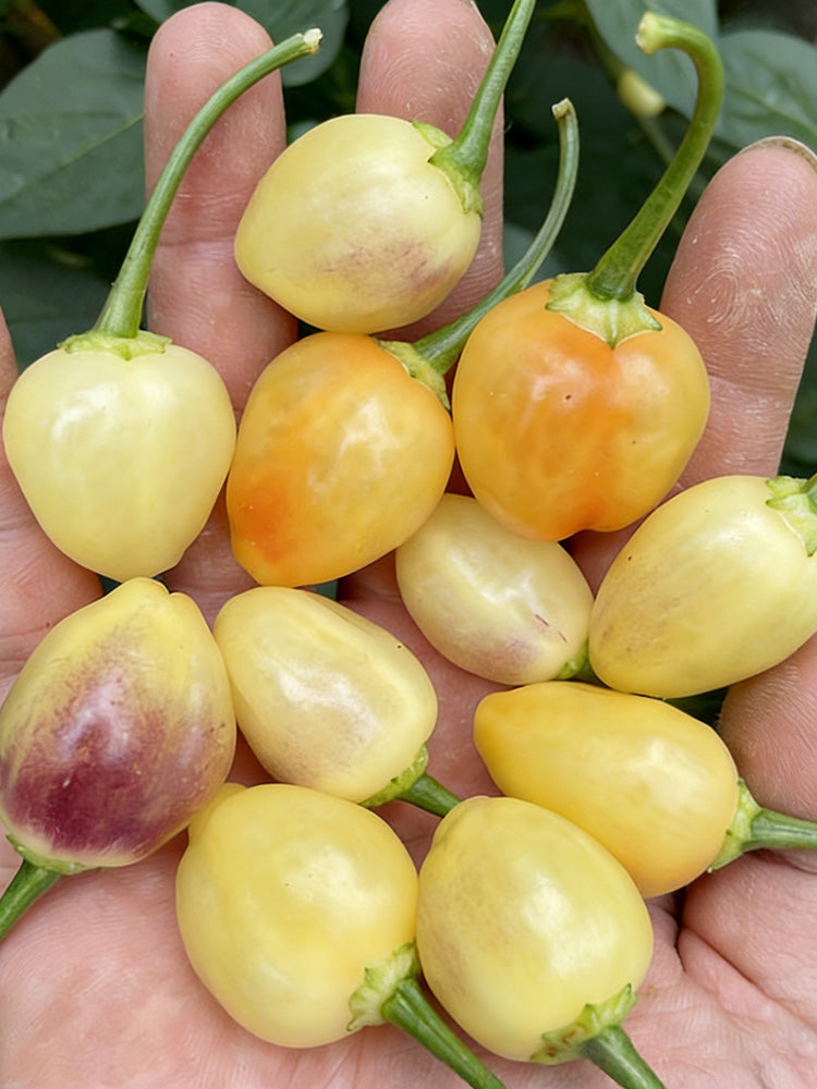 Seven-Colored Pickling Pepper