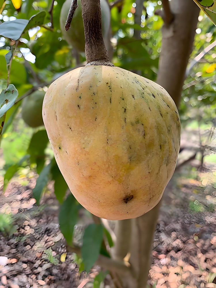 Annona Reticulata