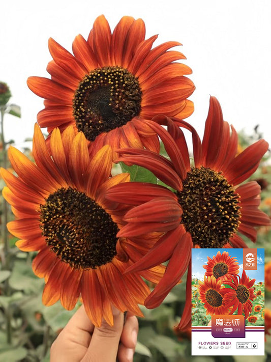 'Magician' Ornamental Sunflower