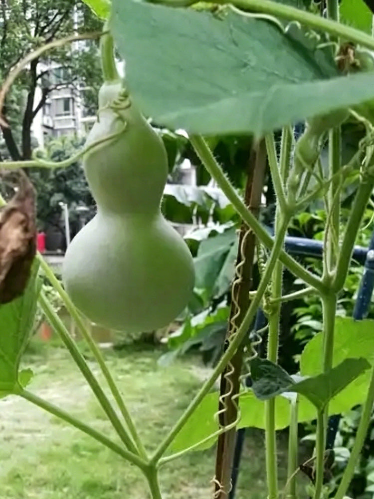 Small Waist Gourd