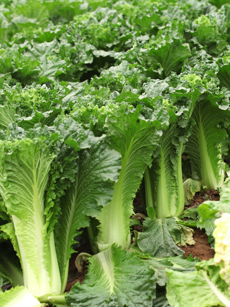 Tianjin Green Napa Cabbage