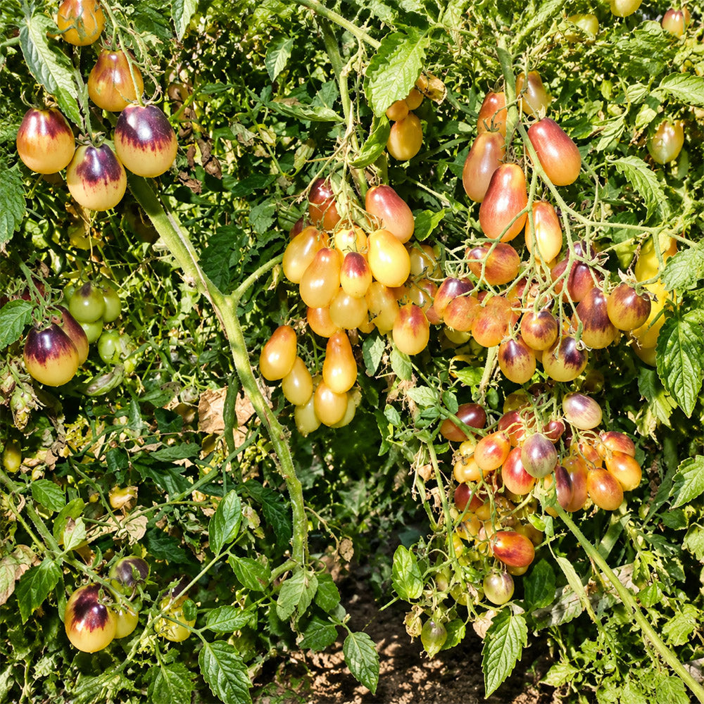 311 Marchenengel Fairytale Angel Tomato