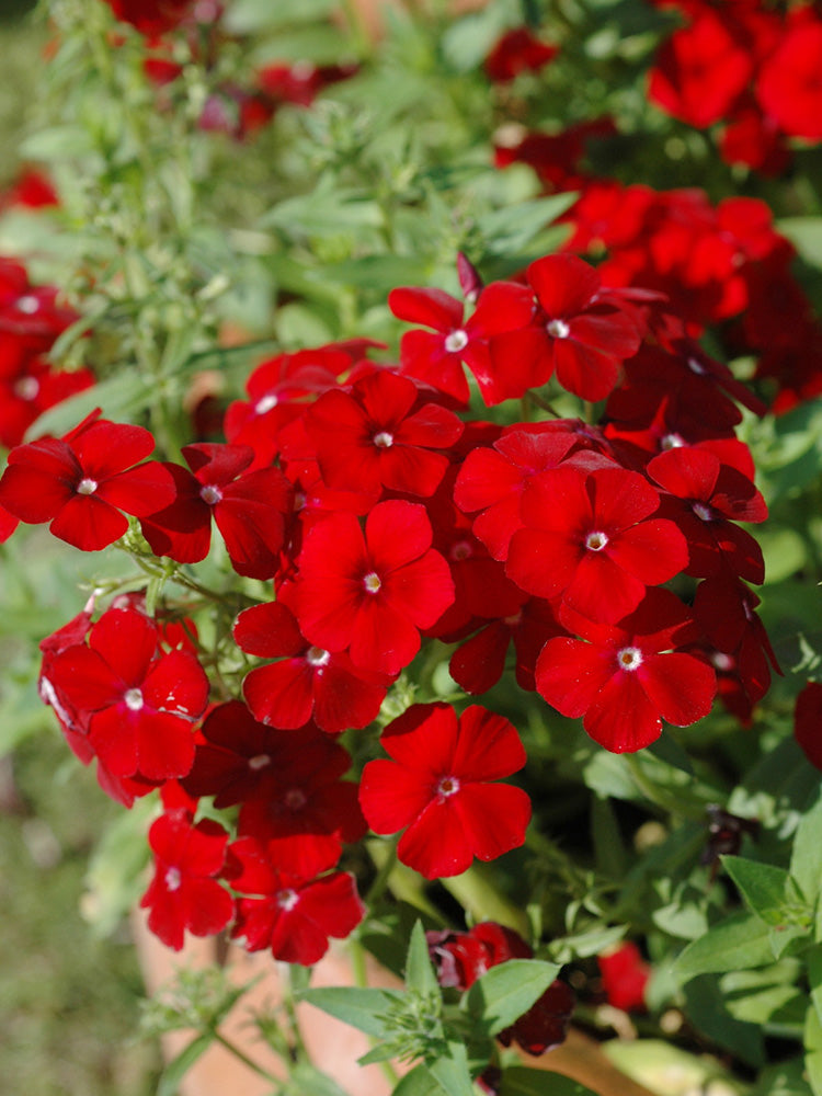 Scarlet Annual Phlox