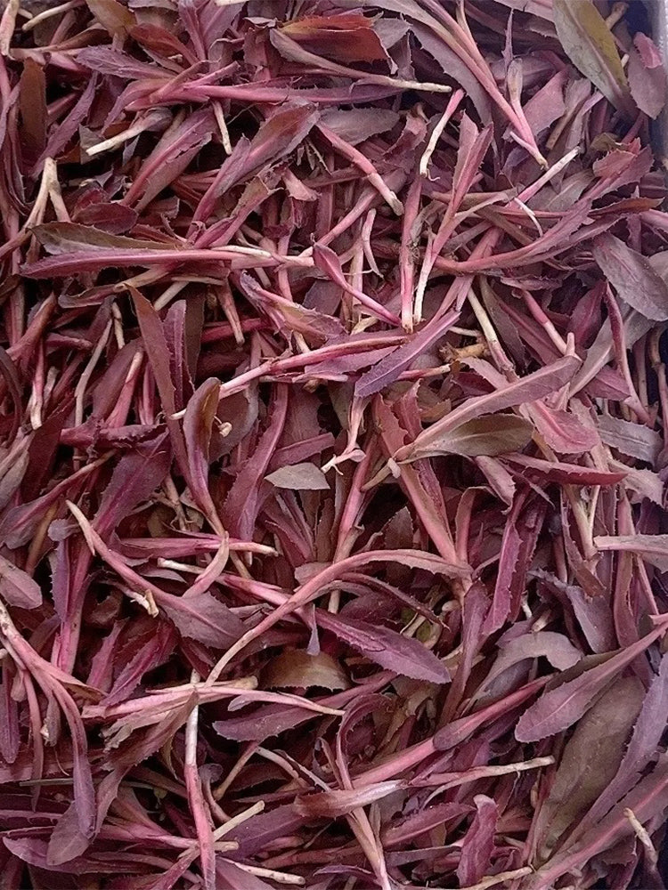 Xinte Wild Purple Qumai Chicory