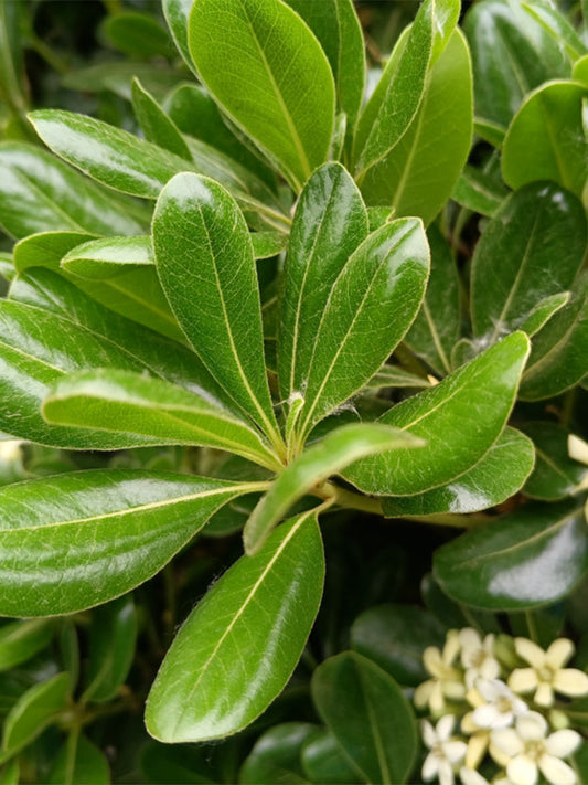 Pittosporum tobira