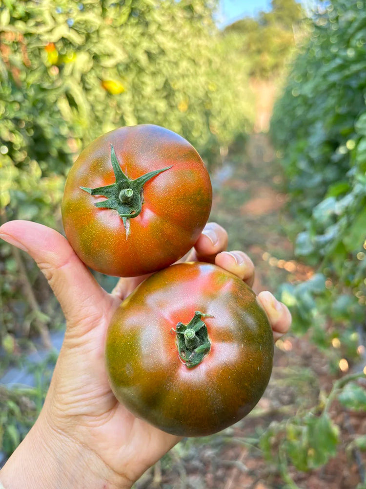 Super Sweet Sandy Strawberry Tomato