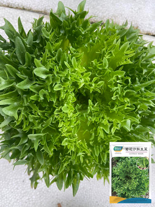 Chrysanthemum Salad Lettuce
