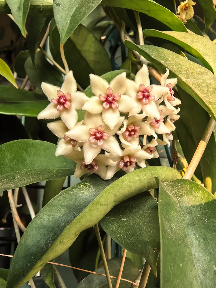 Hoya oblongacutifolia Unrooted Stem Cuttings