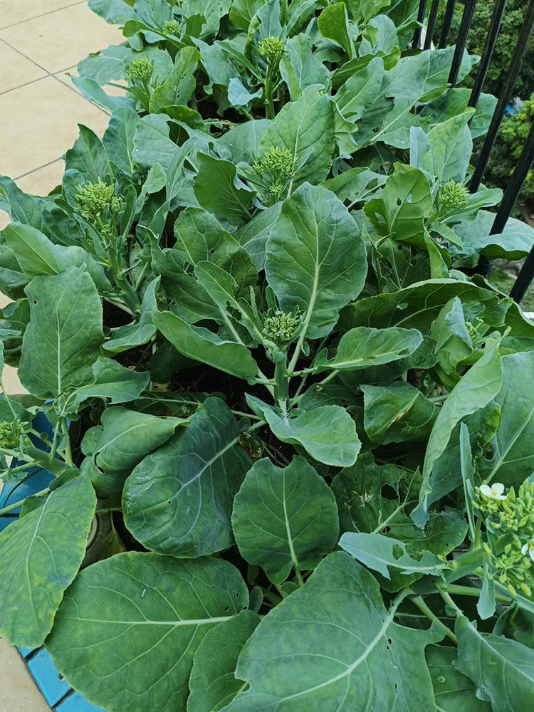 DaBao Chinese Kale