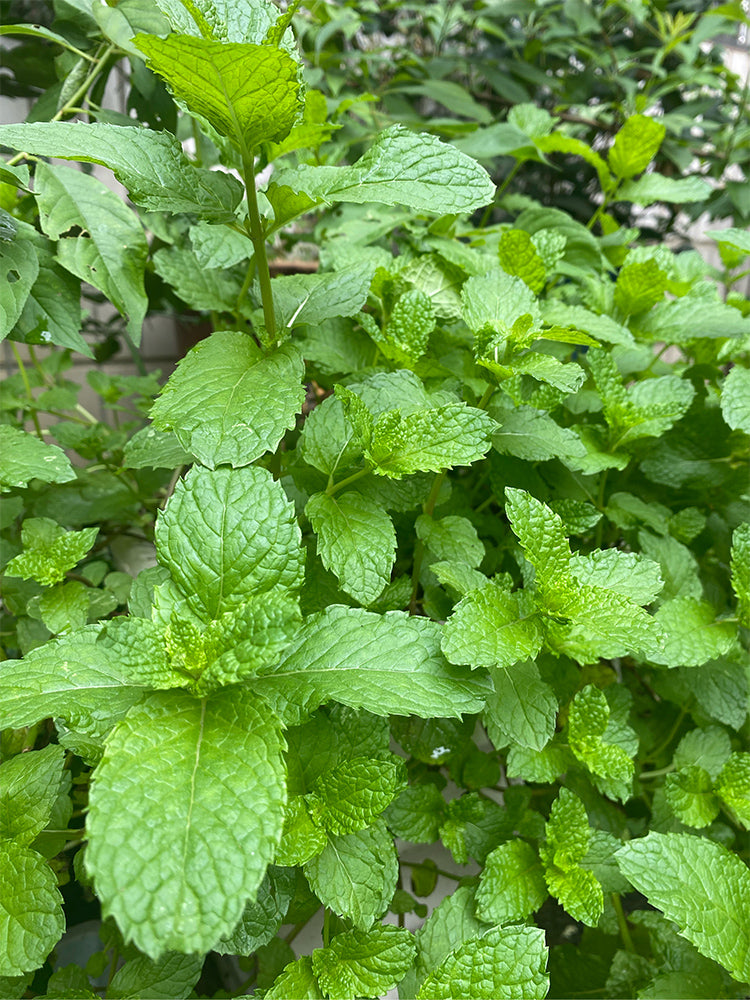 Spearmint (Mentha spicata L.)