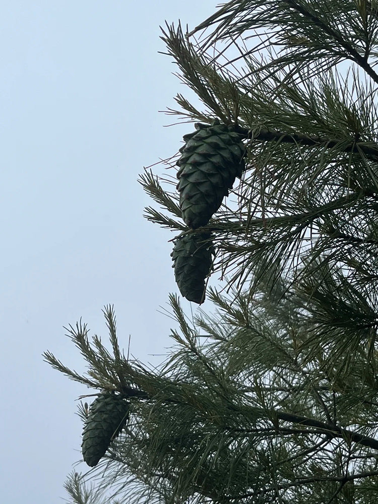 Huashan Pine