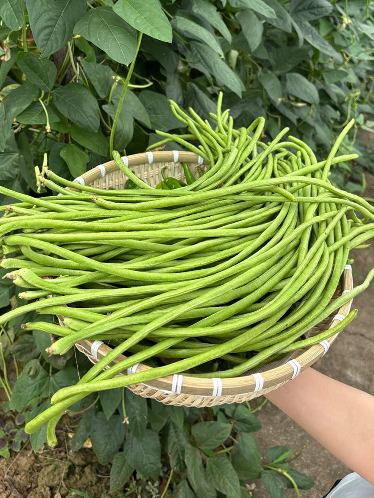 Qingcui No.2 Cowpea