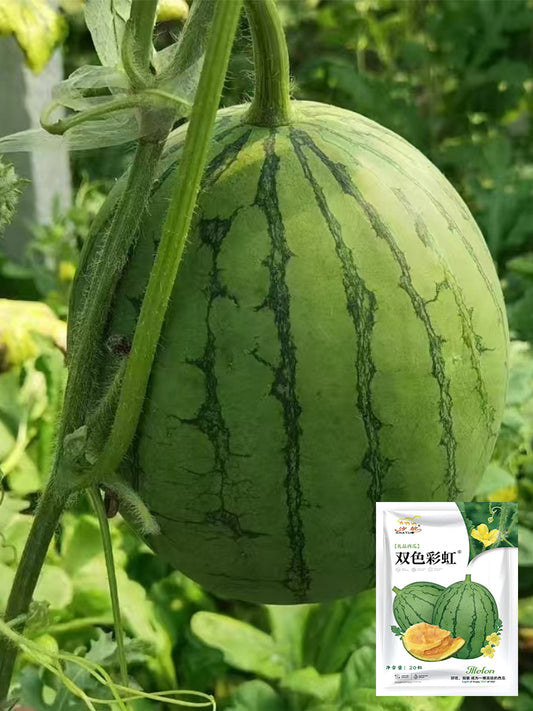 Rainbow Gift Watermelon Hybrid F1