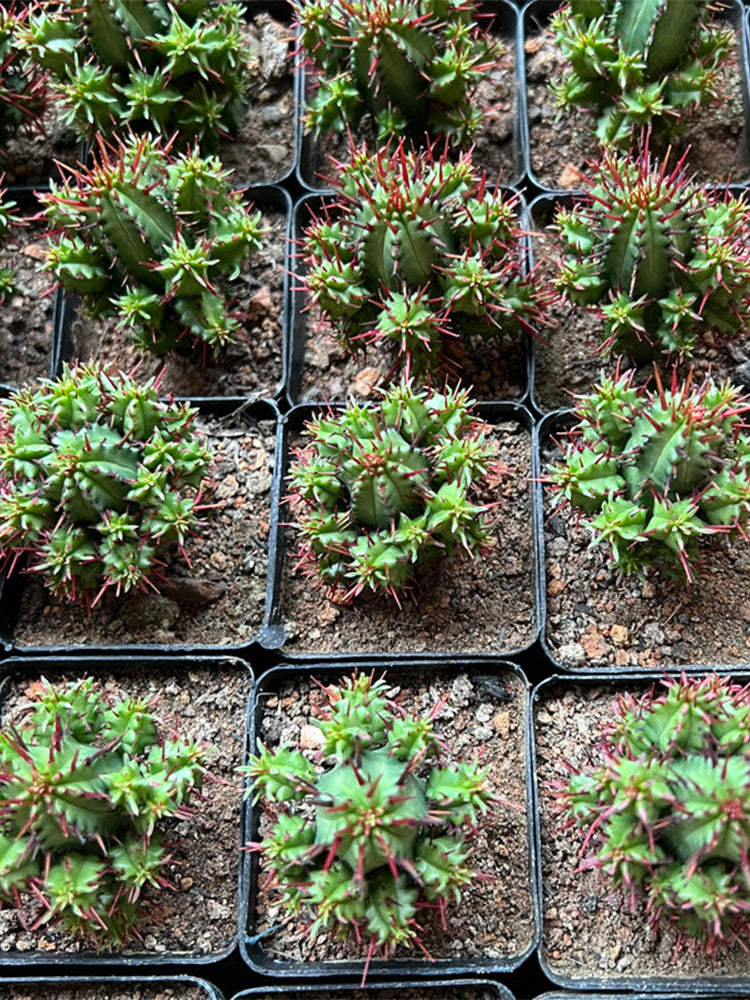 Pincushion Euphorbia