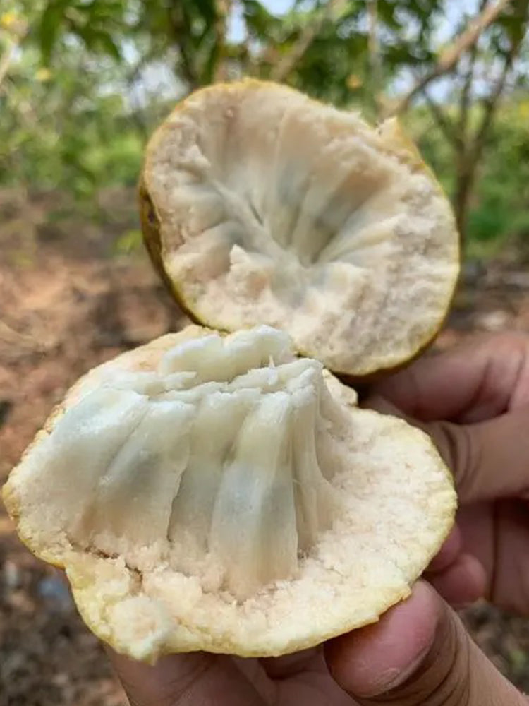 Annona Reticulata