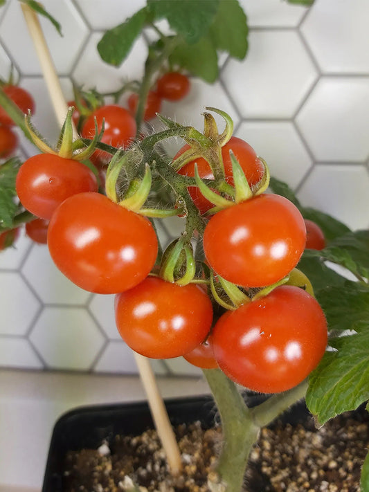 Delice de Neuilly Microdwarf Tomato