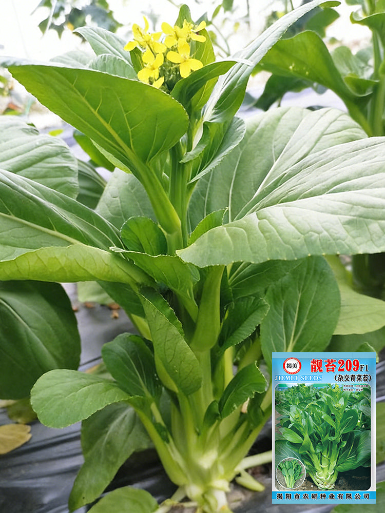 Liangtai 209 Flowering Chinese Cabbage