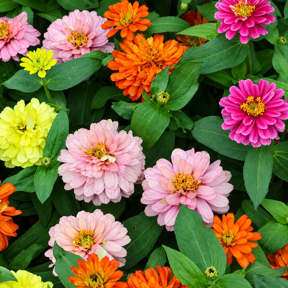 W1342 Dwarf Double Zinnia Mix