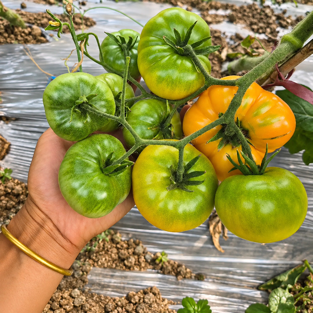 348 Coral Queen Tomato