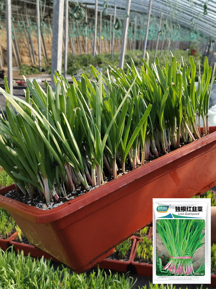 Dugen Red Chinese Chives
