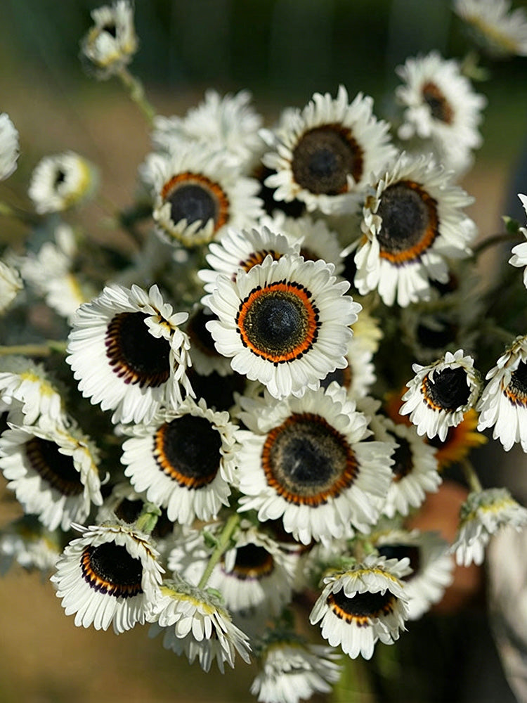 Double White Cape Daisy
