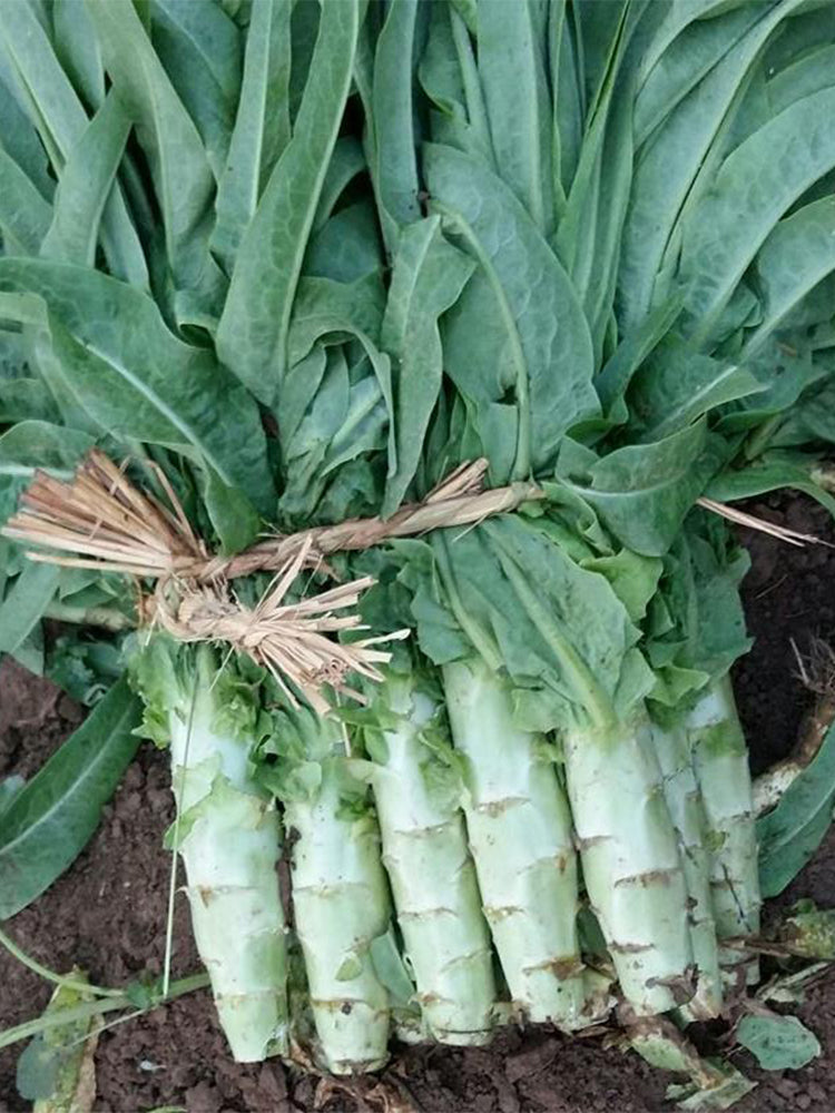 'Keguang No.1' Stem Lettuce