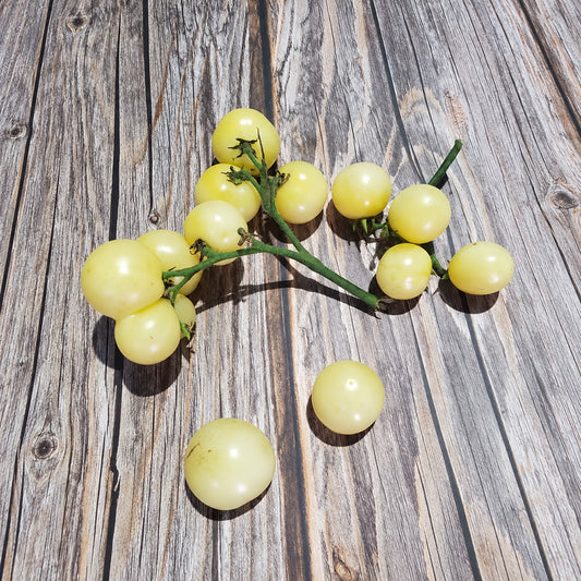 222 Dwarf Desert Star Cherry Tomato