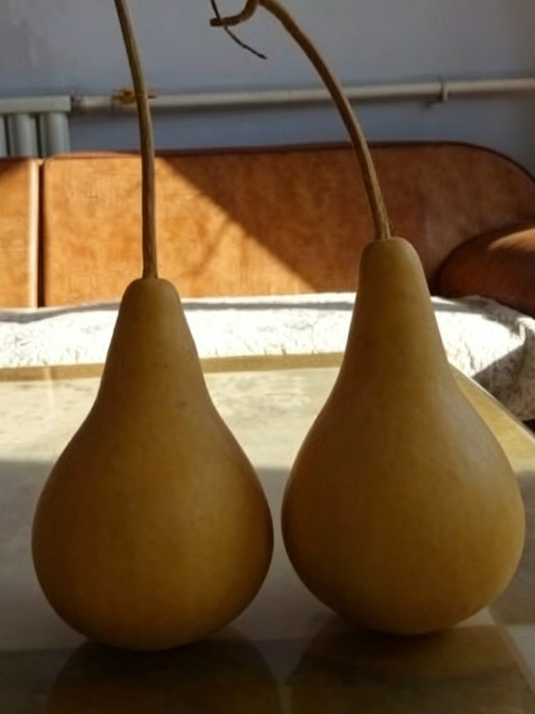 Dipper Gourd