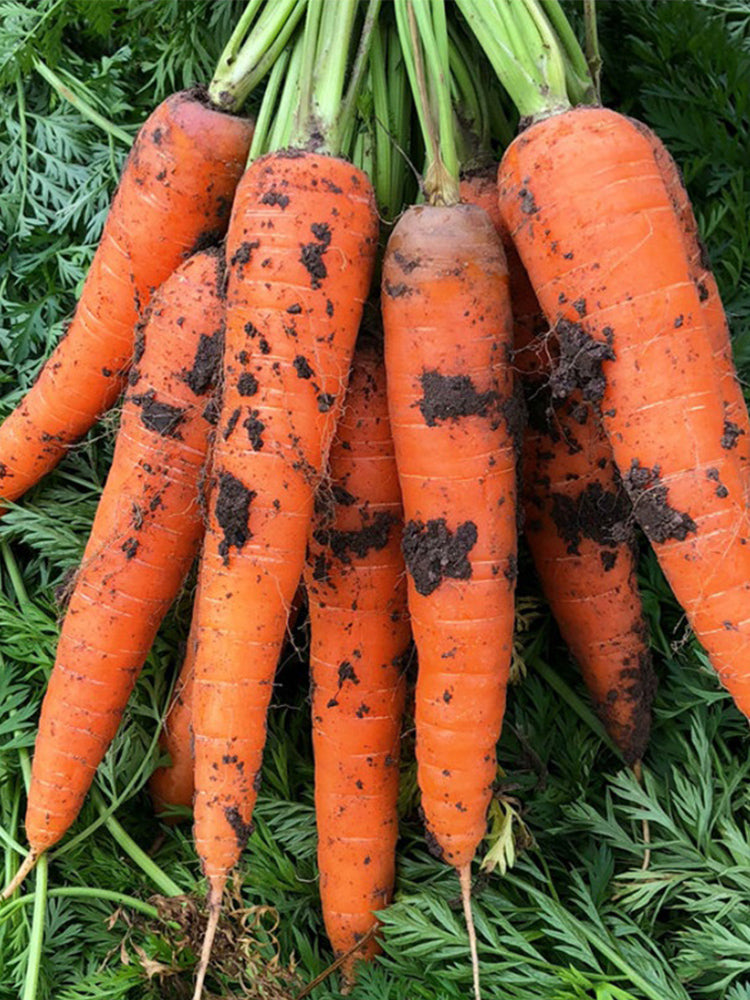 'Fengmei Xiaohongshen' Carrot
