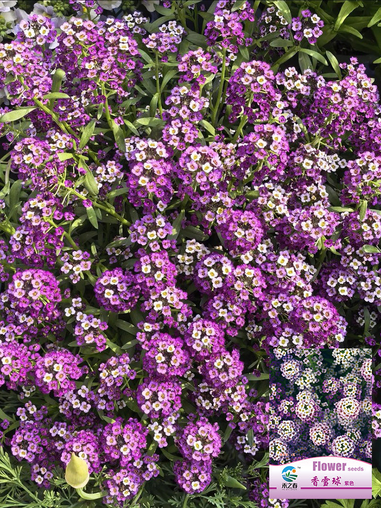 Purple Sweet Alyssum