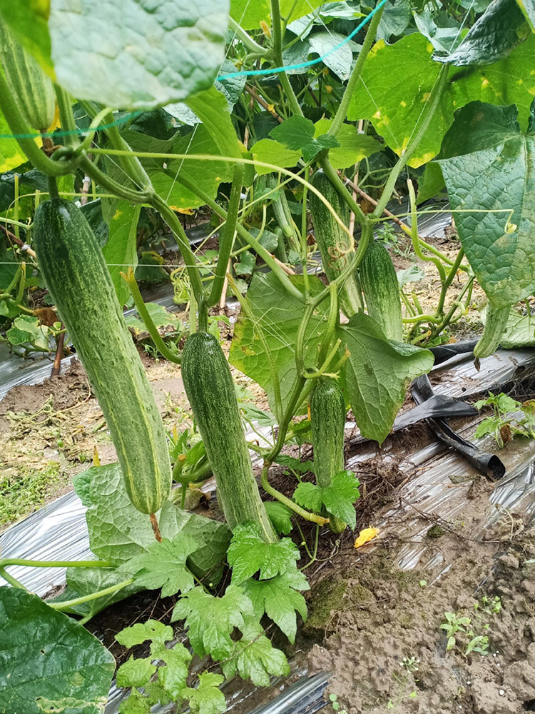 Yanbai No.7 White Cucumber