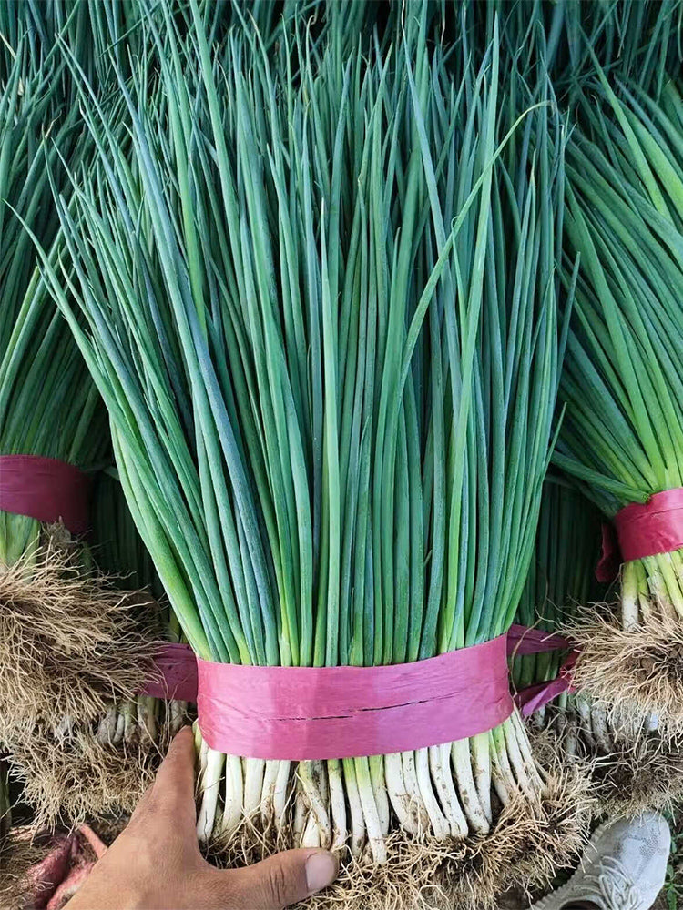 Jiemei Black-leaf Chives