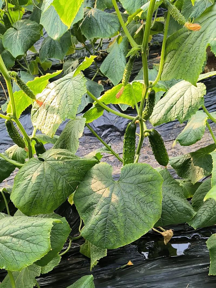 Russian Masha Fruit Cucumber
