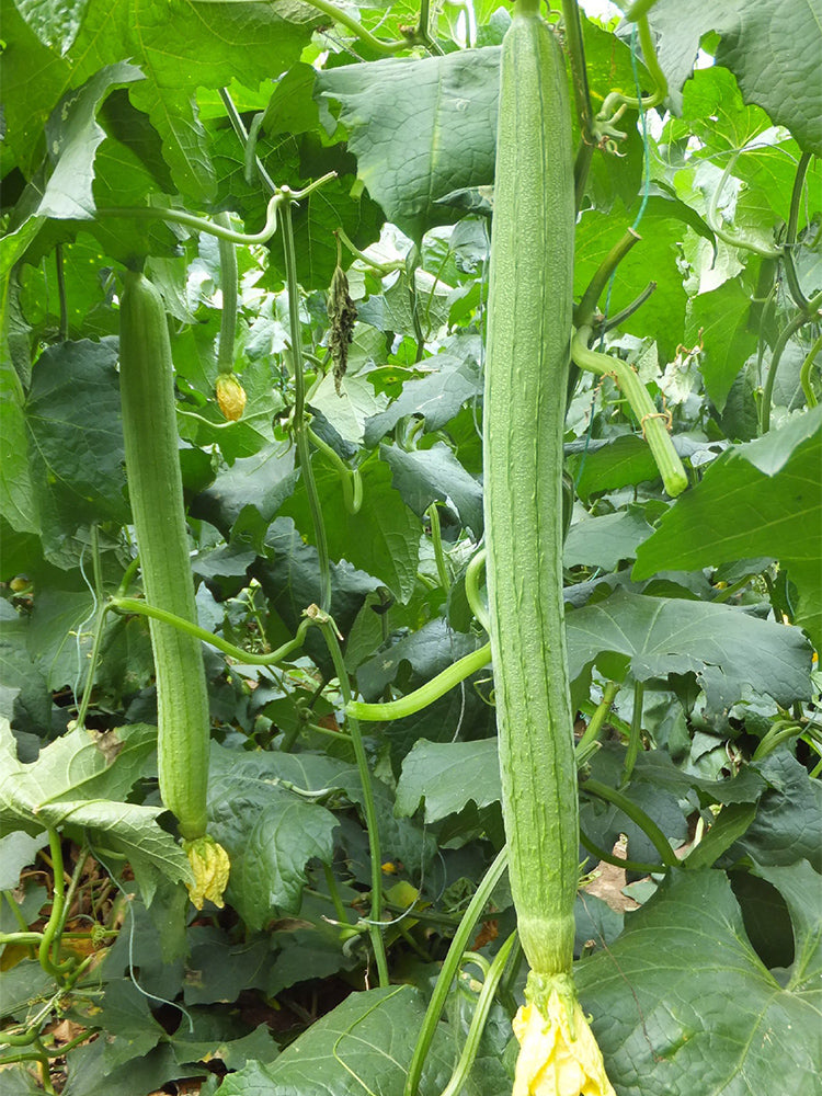 Jiamei 60 Long Sponge Gourd