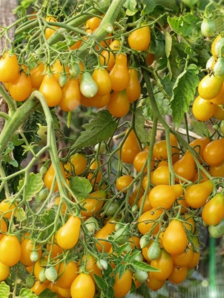 920 Sweet Beverly Tomato