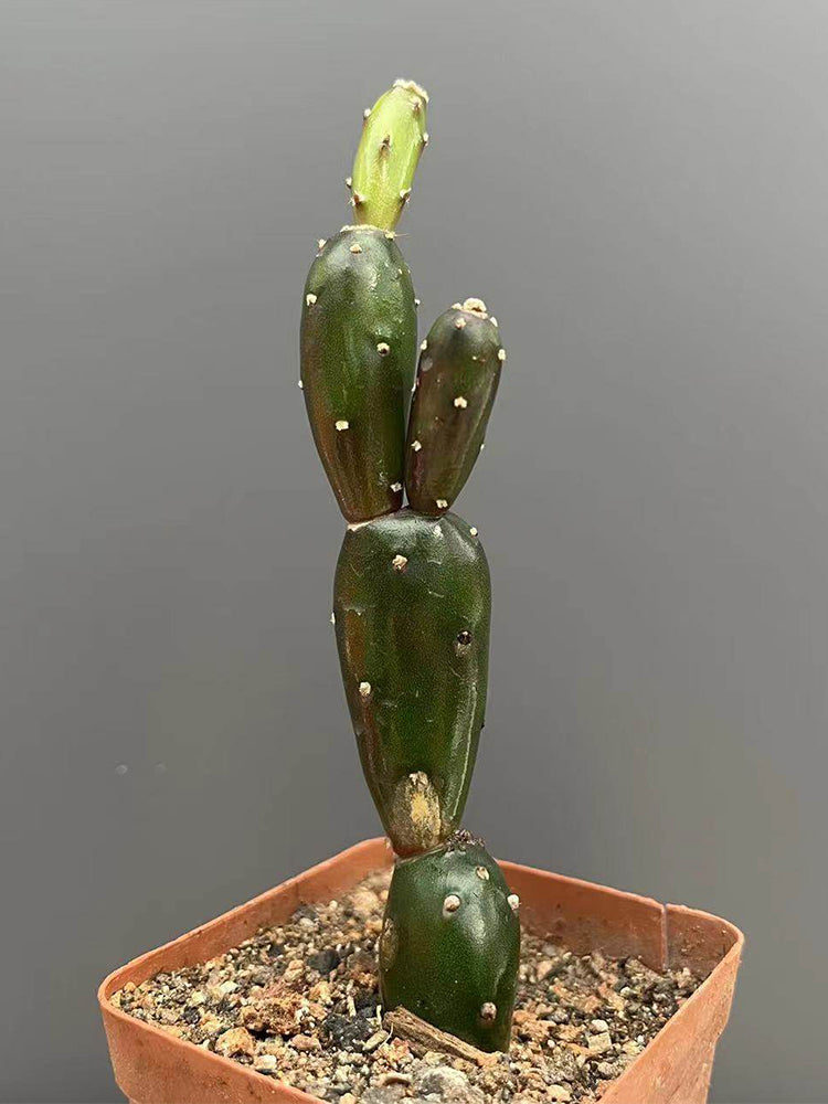 Opuntia debreczyi 'Little Clay Figure'