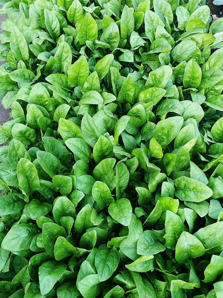 'Jinbote No.26' Spinach