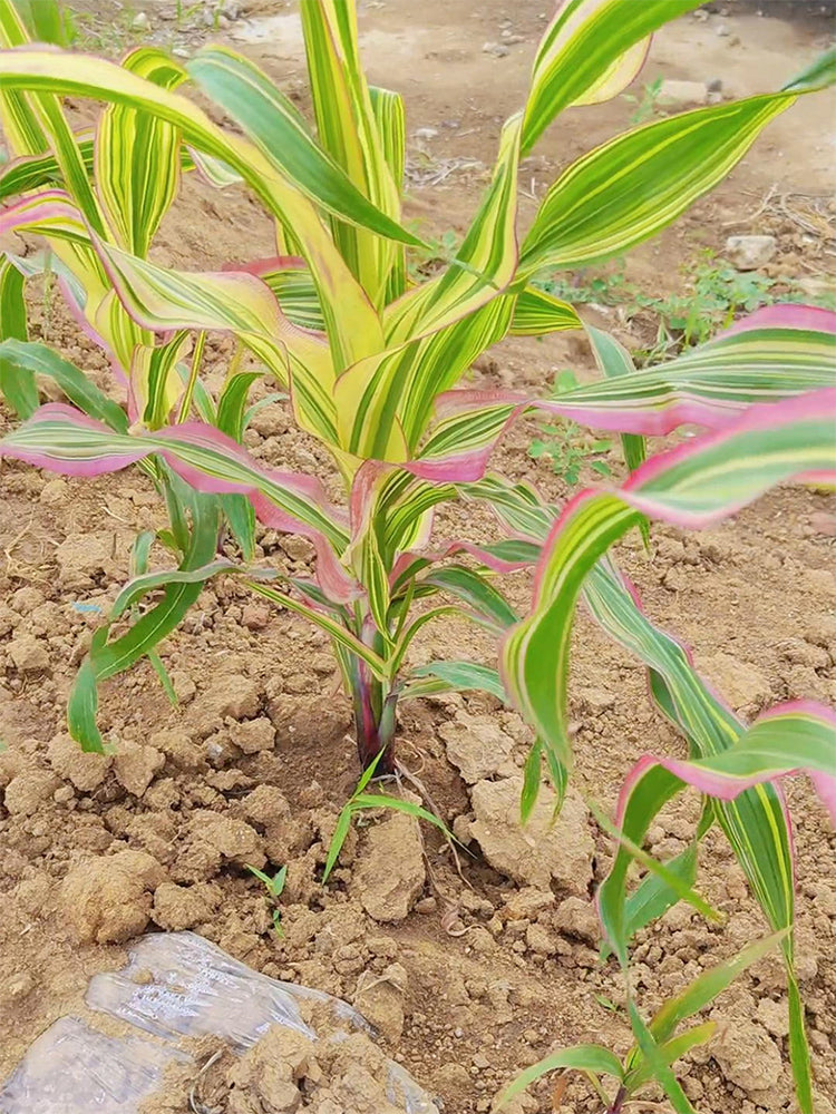 Variegated Ornamental Corn