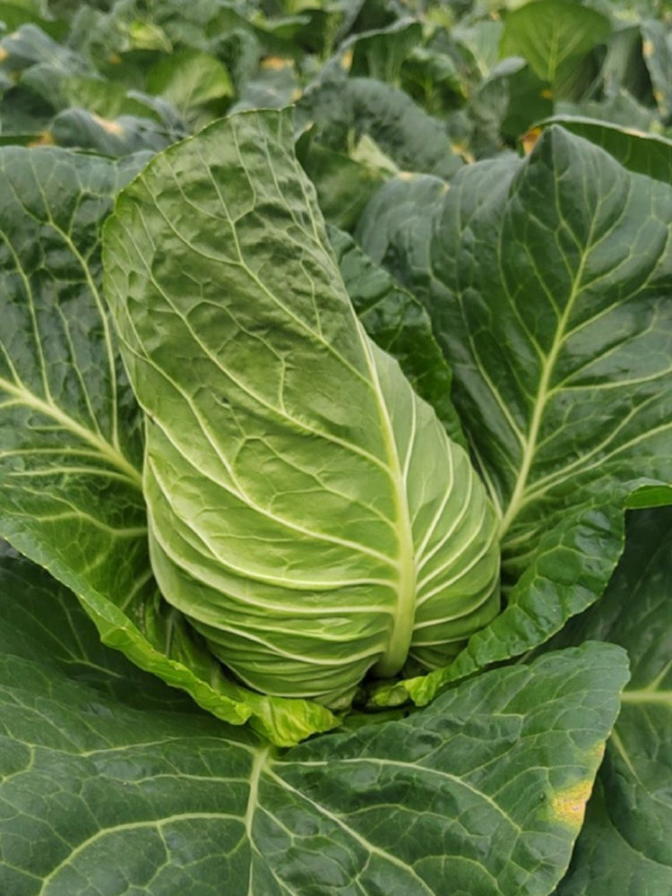 Huachen Oxheart Cabbage