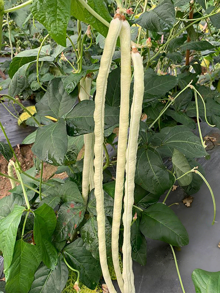'Zhuzai' Thick-fleshed Sweet Long Bean