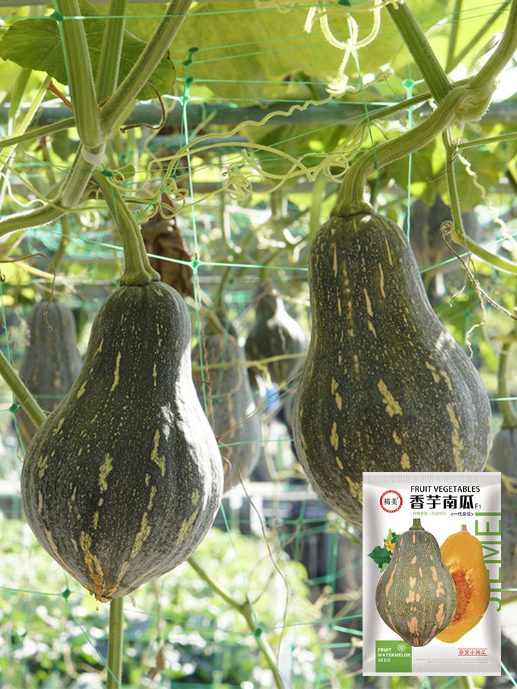 Sweet Taro Flavor Pumpkin