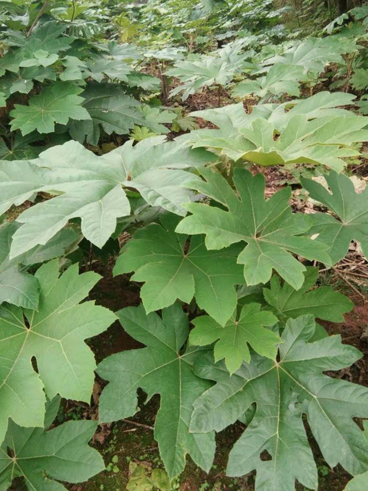 Rice Paper Plant
